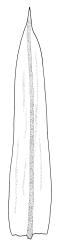 Macromitrium orthophyllum, perichaetial leaf.
 Image: R.C. Wagstaff © All rights reserved. Redrawn with permission from Vitt (1983). 